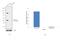Nuclear Factor Kappa B Subunit 1 antibody, MA5-15870, Invitrogen Antibodies, Western Blot image 