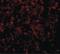 Golgi Phosphoprotein 3 antibody, LS-B5044, Lifespan Biosciences, Immunofluorescence image 