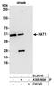 Histone Acetyltransferase 1 antibody, A305-360A, Bethyl Labs, Immunoprecipitation image 