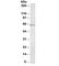 TRAF3 Interacting Protein 2 antibody, R34983-100UG, NSJ Bioreagents, Western Blot image 
