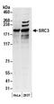 Nuclear Receptor Coactivator 3 antibody, NB100-314, Novus Biologicals, Western Blot image 