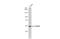 Cytochrome P450 Family 26 Subfamily B Member 1 antibody, NBP1-33476, Novus Biologicals, Western Blot image 