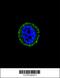 Calcitonin Receptor antibody, 62-008, ProSci, Immunofluorescence image 