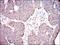 Aldehyde Dehydrogenase 2 Family Member antibody, MA5-17029, Invitrogen Antibodies, Immunohistochemistry frozen image 
