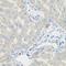 Pyrroline-5-Carboxylate Reductase 1 antibody, LS-C748400, Lifespan Biosciences, Immunohistochemistry frozen image 