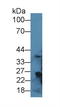 Regucalcin antibody, LS-C725954, Lifespan Biosciences, Western Blot image 