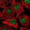 SRY-Box 12 antibody, NBP2-55322, Novus Biologicals, Immunofluorescence image 