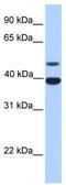 Inhibin Subunit Alpha antibody, TA335848, Origene, Western Blot image 