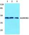 Aldehyde Dehydrogenase 3 Family Member B2 antibody, PA5-37122, Invitrogen Antibodies, Western Blot image 