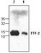 Trefoil Factor 2 antibody, GTX59890, GeneTex, Western Blot image 