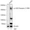 Kinase Insert Domain Receptor antibody, A00901Y996, Boster Biological Technology, Western Blot image 