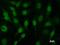 Cullin 3 antibody, LS-C342431, Lifespan Biosciences, Immunofluorescence image 