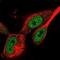 WD Repeat Domain 75 antibody, NBP1-82296, Novus Biologicals, Immunocytochemistry image 