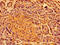 SHE antibody, orb401312, Biorbyt, Immunohistochemistry paraffin image 