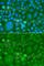 Laforin antibody, A7007, ABclonal Technology, Immunofluorescence image 