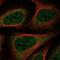 Heat Shock Protein Family A (Hsp70) Member 1 Like antibody, NBP1-92012, Novus Biologicals, Immunofluorescence image 