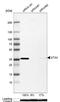 Syntaxin 4 antibody, NBP1-87374, Novus Biologicals, Western Blot image 