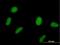 Speckle-type POZ protein antibody, H00008405-B01P, Novus Biologicals, Immunocytochemistry image 