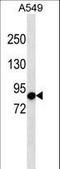 Adhesion G Protein-Coupled Receptor F4 antibody, LS-C159764, Lifespan Biosciences, Western Blot image 