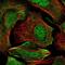 Zinc finger CCCH domain-containing protein 4 antibody, PA5-59414, Invitrogen Antibodies, Immunofluorescence image 