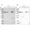 Arginyl Aminopeptidase antibody, NBP2-54975, Novus Biologicals, Western Blot image 