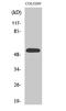 Histidyl-tRNA synthetase, cytoplasmic antibody, STJ93504, St John