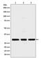 Histone Cluster 1 H1 Family Member C antibody, M06243, Boster Biological Technology, Western Blot image 