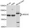 Ubiquilin 2 antibody, STJ111746, St John