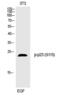 Prostaglandin E Synthase 3 antibody, PA5-40250, Invitrogen Antibodies, Western Blot image 