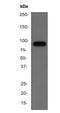 Chromogranin A antibody, ab68271, Abcam, Western Blot image 