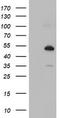 Nucleobindin 1 antibody, LS-C173595, Lifespan Biosciences, Western Blot image 