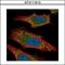 AKT Serine/Threonine Kinase 2 antibody, GTX111612, GeneTex, Immunofluorescence image 