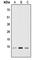 Ribosomal Protein S19 Binding Protein 1 antibody, abx121717, Abbexa, Western Blot image 