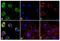 EPH Receptor A2 antibody, 34-7400, Invitrogen Antibodies, Immunofluorescence image 