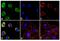 EPH Receptor A2 antibody, 34-7400, Invitrogen Antibodies, Immunofluorescence image 