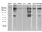 Structural Maintenance Of Chromosomes 1A antibody, LS-C798726, Lifespan Biosciences, Western Blot image 