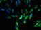 Cytochrome b-c1 complex subunit 10 antibody, orb242121, Biorbyt, Immunocytochemistry image 