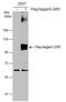 Leucine Rich Repeat Containing G Protein-Coupled Receptor 5 antibody, GTX130204, GeneTex, Western Blot image 