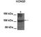 Potassium Voltage-Gated Channel Subfamily Q Member 3 antibody, NBP1-74102, Novus Biologicals, Western Blot image 