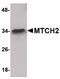 Mitochondrial Carrier 2 antibody, PA5-20696, Invitrogen Antibodies, Western Blot image 