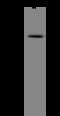 G Protein-Coupled Receptor 63 antibody, 204954-T42, Sino Biological, Western Blot image 