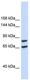 Testis anion transporter 1 antibody, TA334070, Origene, Western Blot image 