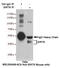 Sirtuin 6 antibody, M00611-2, Boster Biological Technology, Immunoprecipitation image 