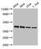 Glycoprotein  antibody, orb51290, Biorbyt, Western Blot image 