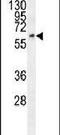 Family With Sequence Similarity 155 Member A antibody, PA5-23649, Invitrogen Antibodies, Western Blot image 