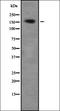 Zinc Finger Protein 608 antibody, orb378452, Biorbyt, Western Blot image 