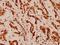 Histone Cluster 4 H4 antibody, A14495S1, Boster Biological Technology, Immunohistochemistry frozen image 