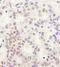 DEAH-Box Helicase 38 antibody, NBP1-85269, Novus Biologicals, Immunocytochemistry image 