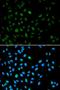 Enhancer Of Zeste 1 Polycomb Repressive Complex 2 Subunit antibody, LS-C334314, Lifespan Biosciences, Immunofluorescence image 