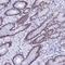 Kruppel Like Factor 14 antibody, HPA044729, Atlas Antibodies, Immunohistochemistry frozen image 